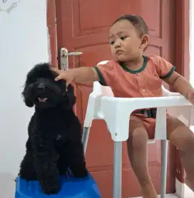 Anjing Dijual Black Toy Poodle