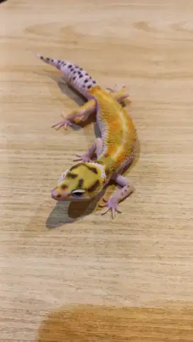 Gecko WY High White Side Istimewa
