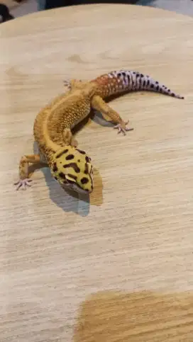 Gecko Redstripe het Tremper Jantan Jumbo