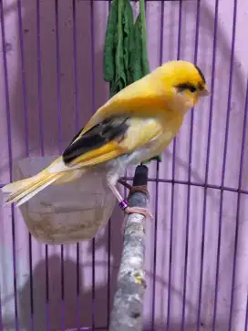 Burung kenari lokal super anak