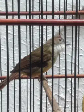 Burung CJ Masteran murai