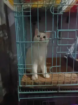Kucing British white solid betina