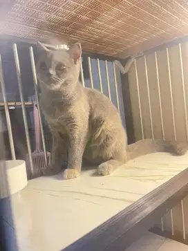 British shorthair  blue tortie