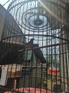 Murai balak 6 fs