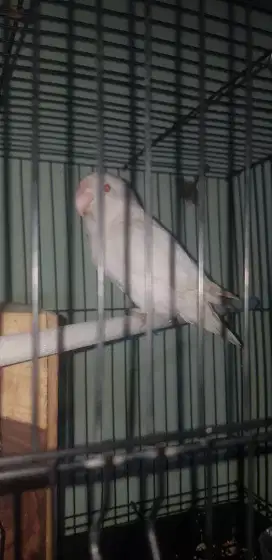 Lovebird biola Albino mm