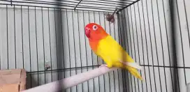 Lovebird Lutino mm/bio