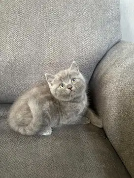 Kucing British Shorthair Blue