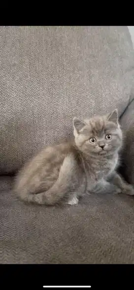 Kucing British Shorthair Blue