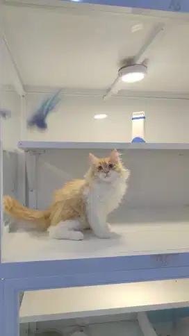 Kucing norwegian male red white super xmc