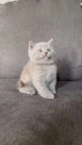 Kitten British Shorthair Lilac
