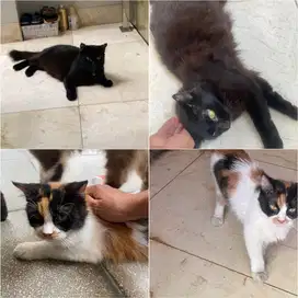 Lepas Adopt Betina Proven