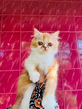 Kucing persia flatnose