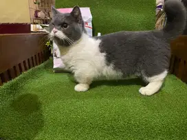 BSH Munchkin Bico Blue Murmer Minus