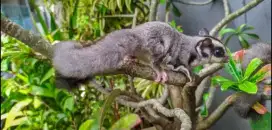 Sugar glider clasic grey betina 4 bulanan