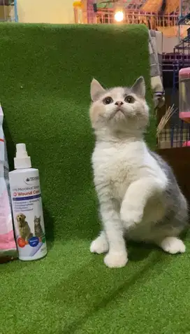 BSH Munchkin NS (Tidak Ceper)
