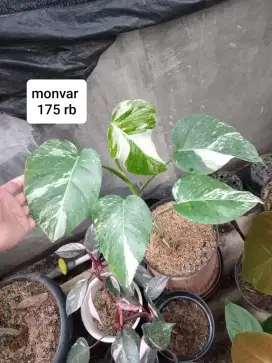 Jual tanaman hias bandung
