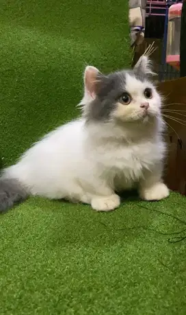 British Munchkin Longhair (BLH)