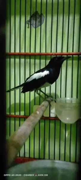 Burung kacernya