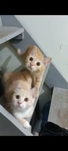 Open adopsi yang minat aja