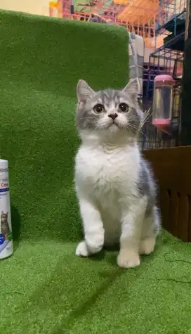Kucing BSH Munchkin NonStd
