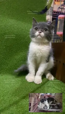 BSH Munchkin NonStd (Tidak Pendek)