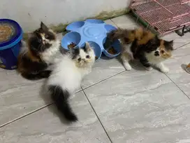 Kucing persian flatnose , peaknose , mix maincone