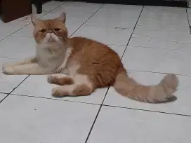 Kucing persia/peaknose/jantan