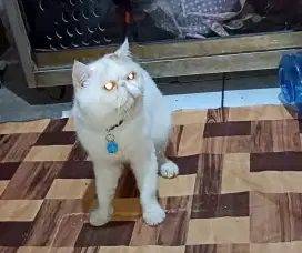 Kucing Persia jantan shorthair