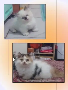Sepasang Munchkin Rug Hugger