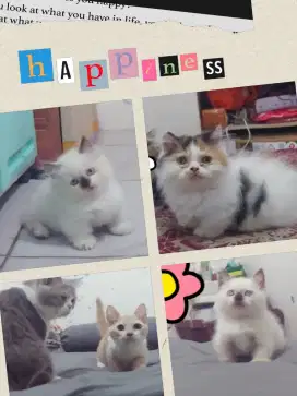 Borongan Kucing Kitten Munchkin Rug Hugger
