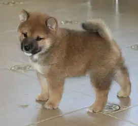 DIJUAL ANAK ANJING SHIBA INU
