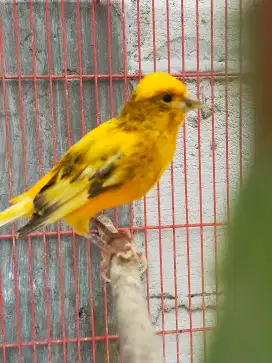 Burung kenari F1 lizard