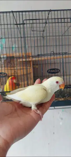 Lovebird cremino mm non klep jinak total