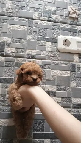 Red toy poodle Female