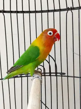 Burung lovebird jantan ganteng mewah