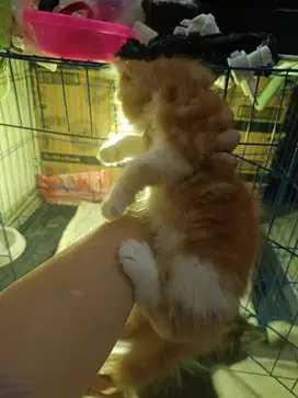 Kitten jantan 2 bulan