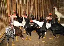 AYAM KAMPUNG PELIHARA SENDIRI