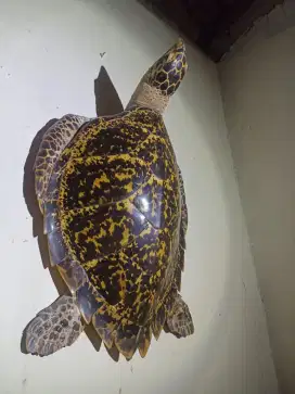Pajangan dinding PENYU SISIK ASLI DI AWETKAN