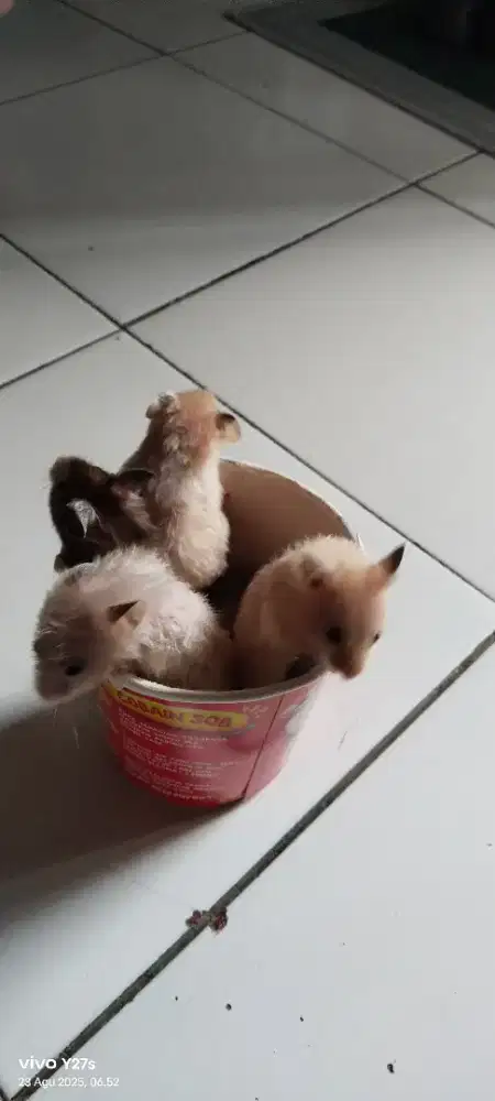 Hamster Syirian Super Jinak