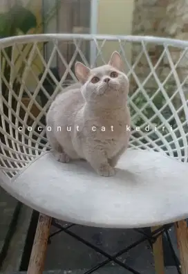 Kucing Munchkin bsh warna fawn nonped/British/Scottish