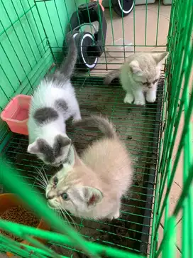 Anak dan induk kucing persia medium