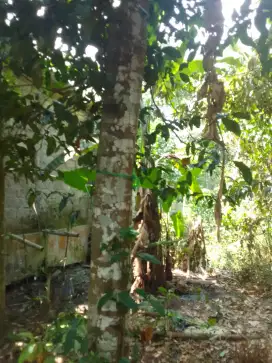 Jasa tebang jogja