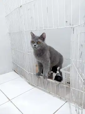 British shorthair blue pure
