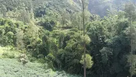 Lahan wisata 4 HA harga 250 ribu permeter di 17 km dari Gunung Bromo