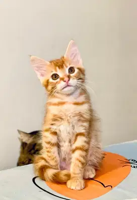 Open adopsi kucing persia mixdom