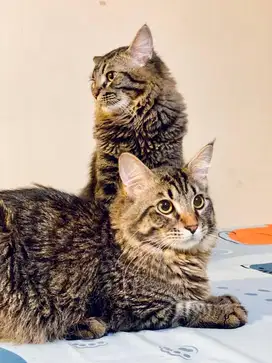 Open Adopsi Kucing