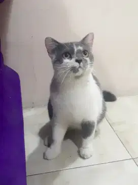 BSH jantan Murmer