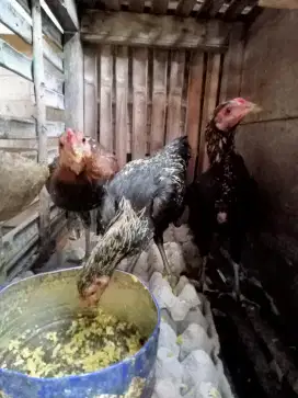 Ayam kampung jantan