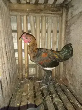 Ayam kampung jantan