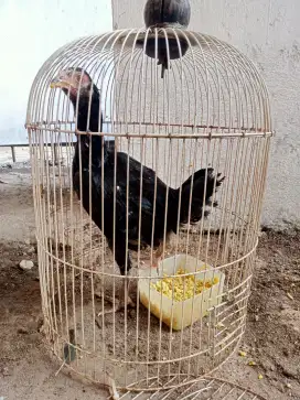 Ayam betina kampung